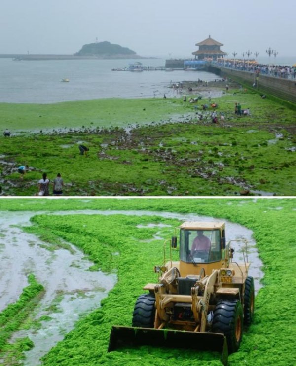在线股票配资 浒苔让青岛多个海水浴场“变草原”，当地：接近尾声，单天曾清理四百余吨